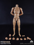 1/6 Scale Standard Muscle Arm High Body